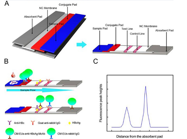 LFA using Rabbit IgG